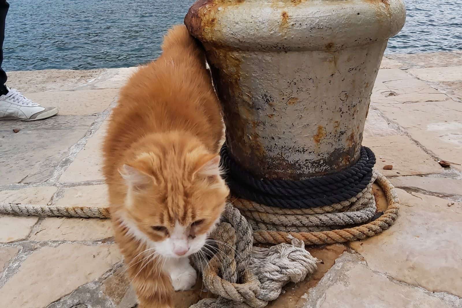 a cute cat walks by the sea