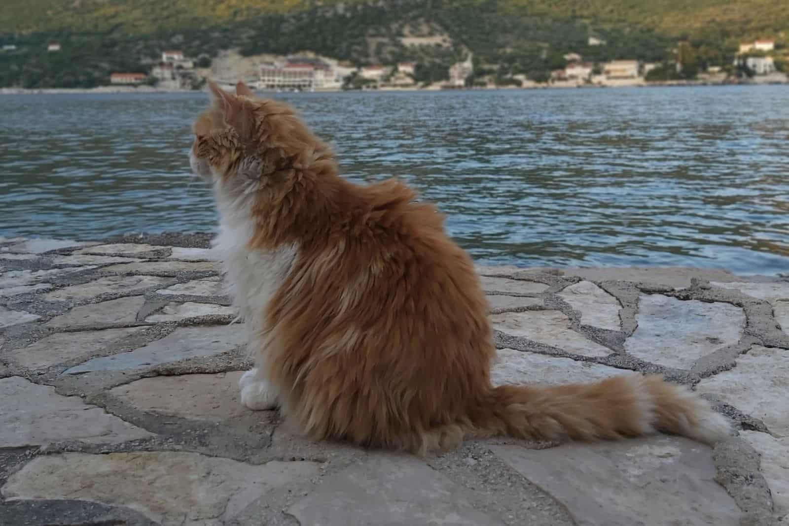 a cute yellow cat is sitting by the seashore