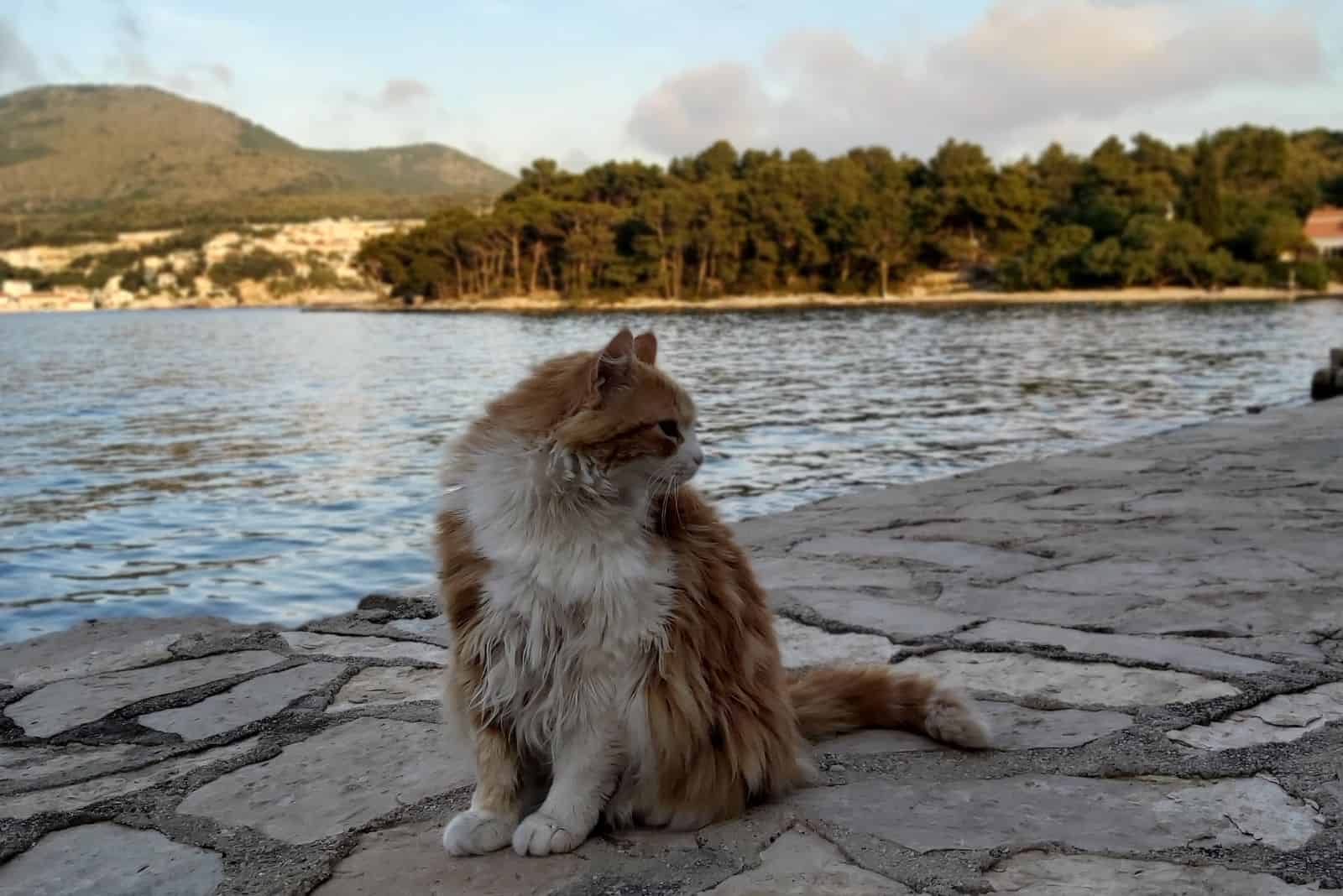 a cute yellow cat sits by the seashore and looks around