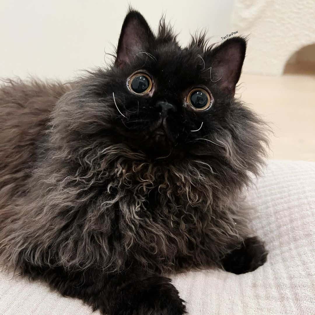 a disheveled Selkirk rex cat