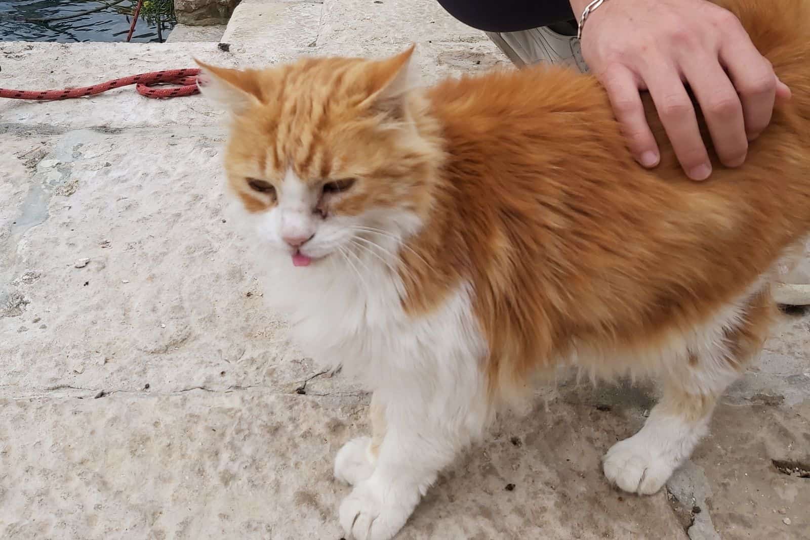 a man caresses a cat walking along the seashore