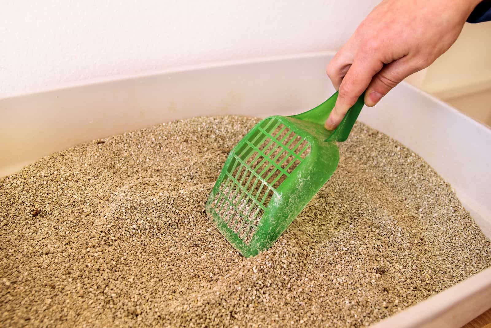 a man cleans a cat litter box