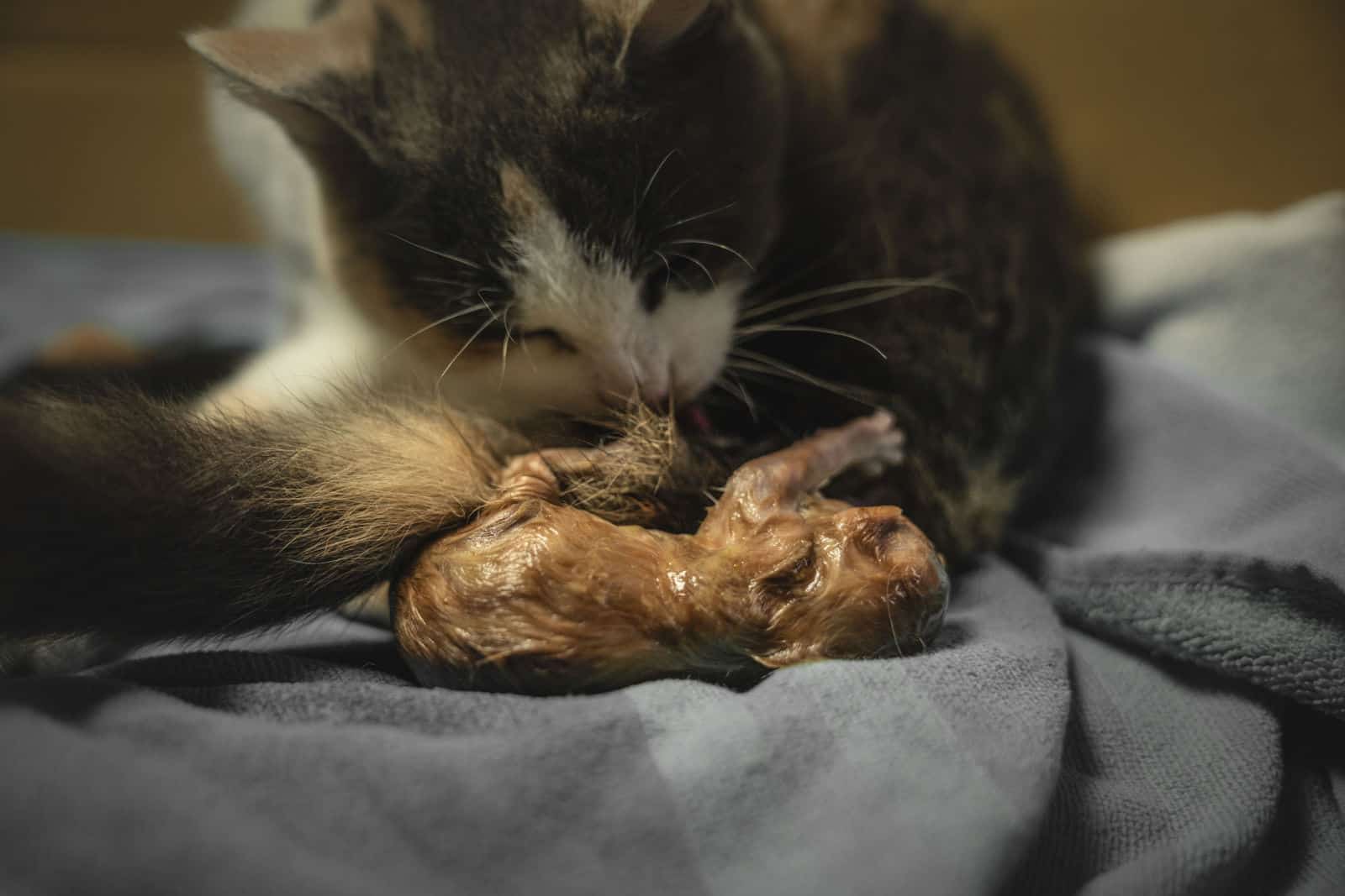 a mother cat gives birth to her kitten and licks it off.