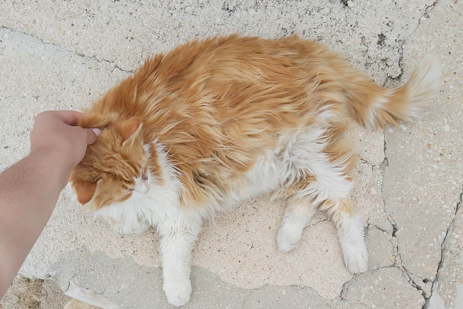 a woman grabbed a cat lying on the pavement by the neck