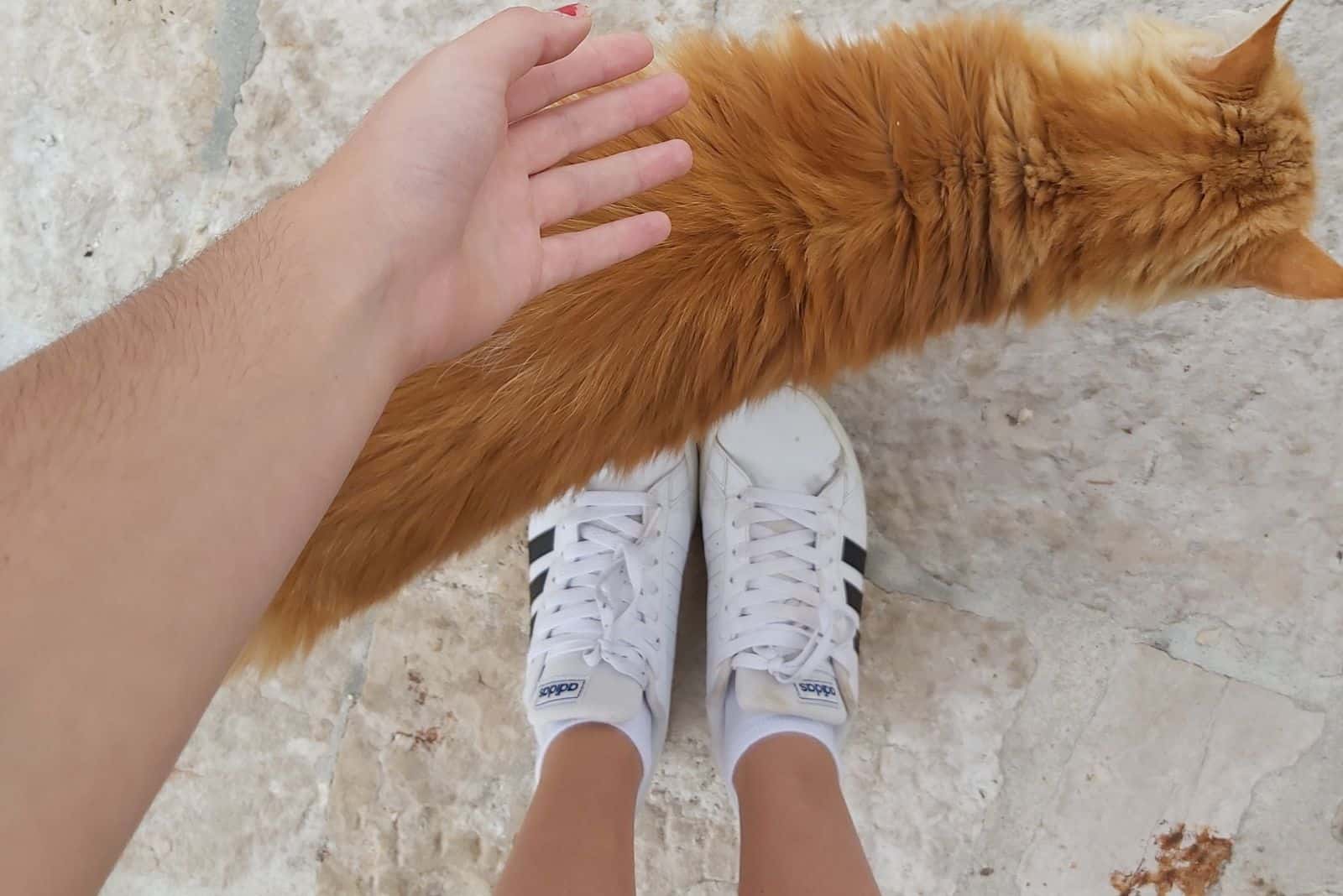 a yellow cat walks by the girl's feet