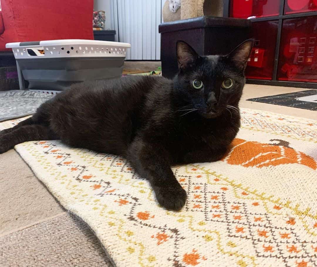 adopted black cat lying on carpet