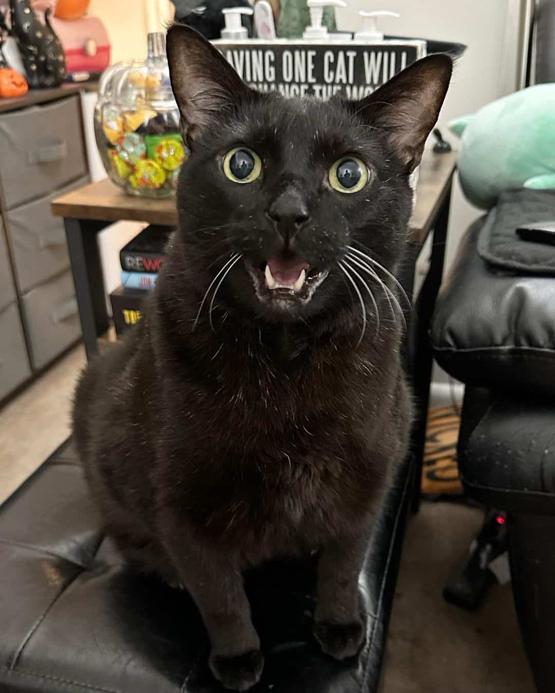 adopted black cat posing for photo