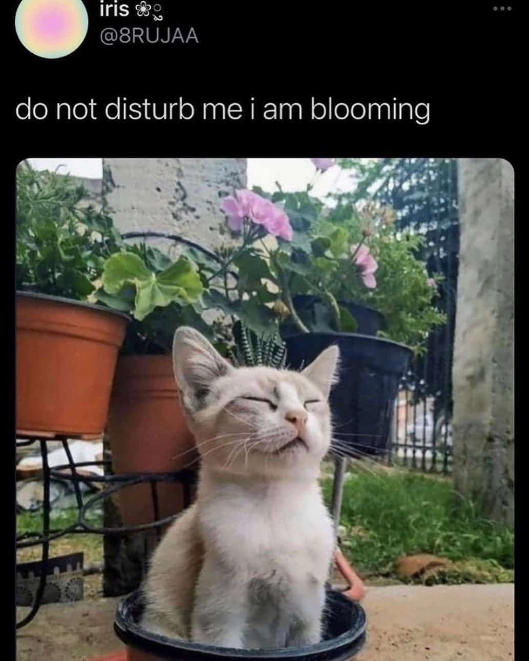 adorable kitten sitting in a pot