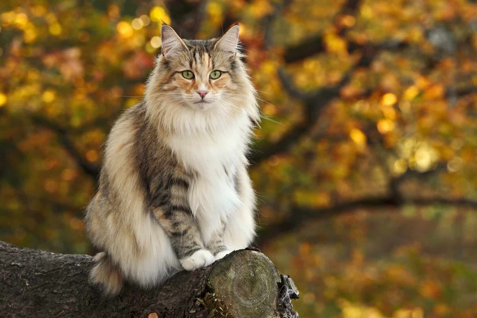 adult norwegian forest cat