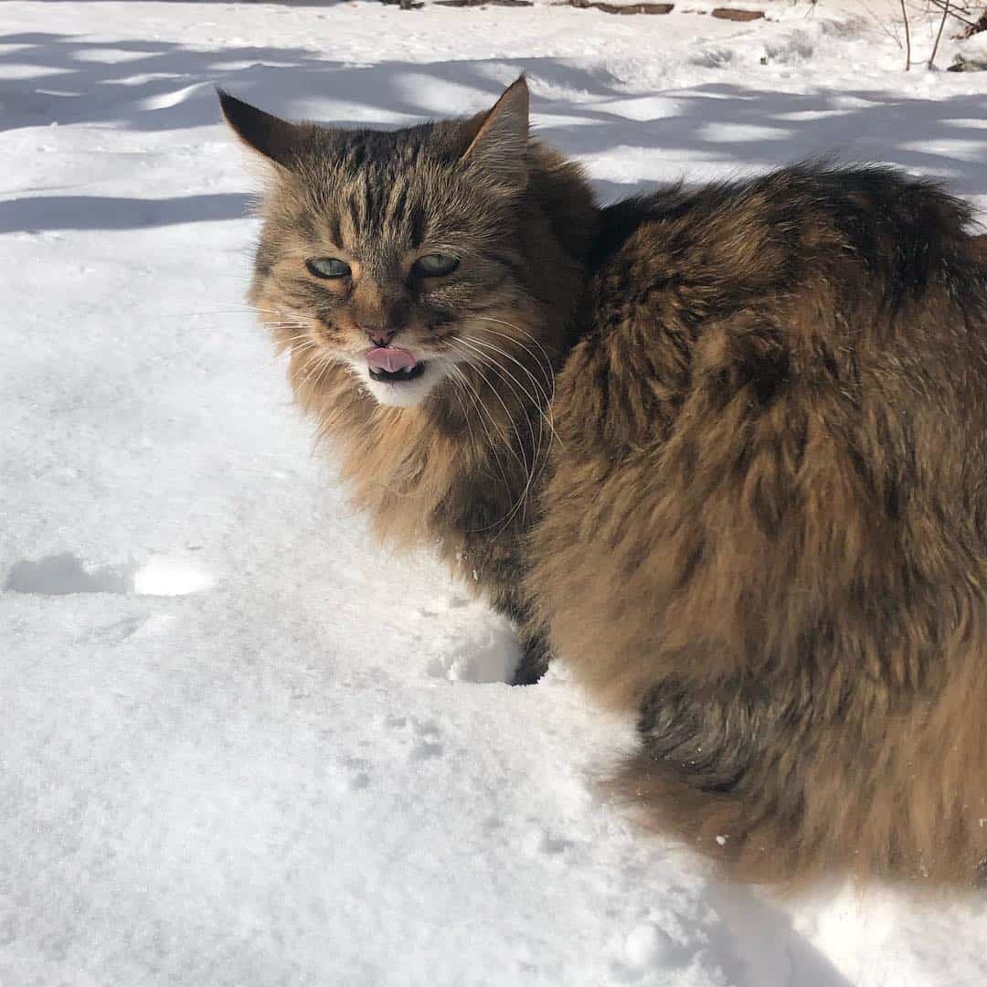 american bobtail cat in the snow