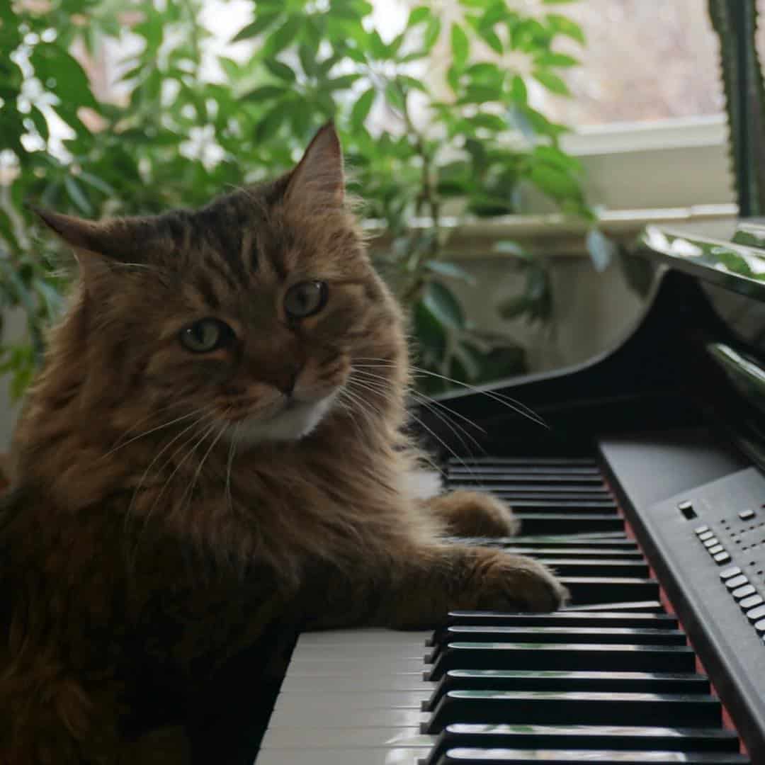 american bobtail cat sitting at the piano
