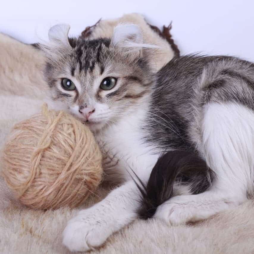 american curly cat with a ball of wool