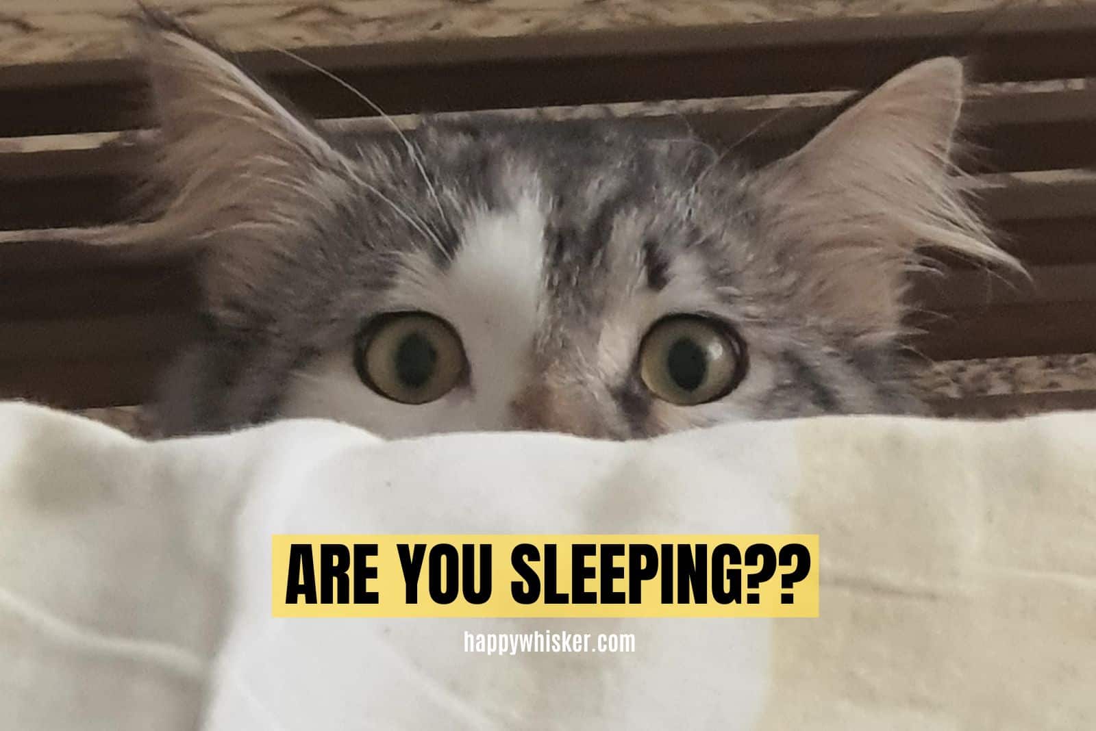 are you sleeping
