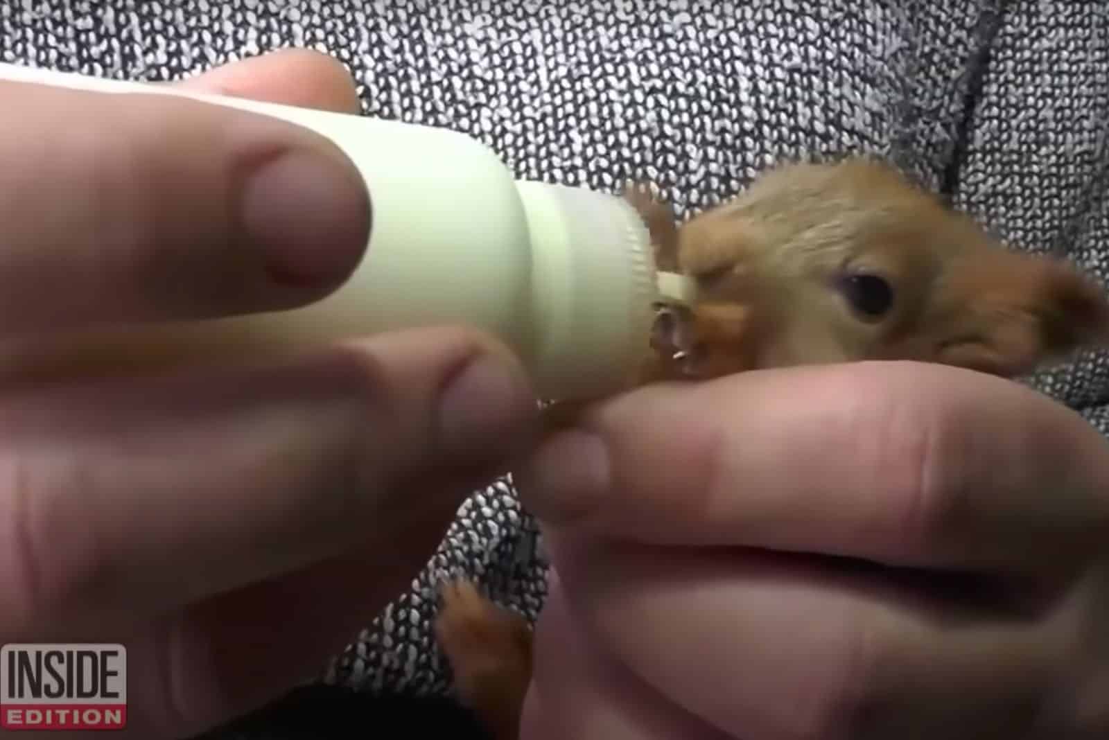 baby squirrel drinks from a bottle