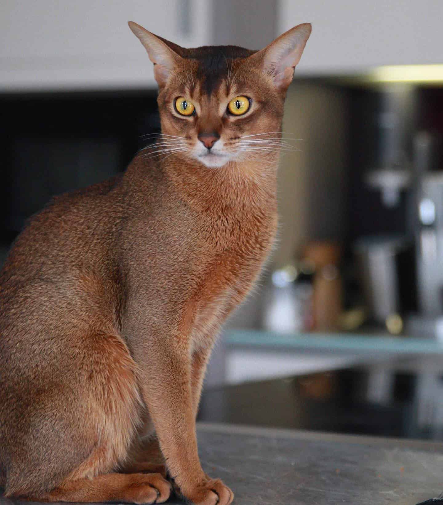 beautiful Abyssinian Cat