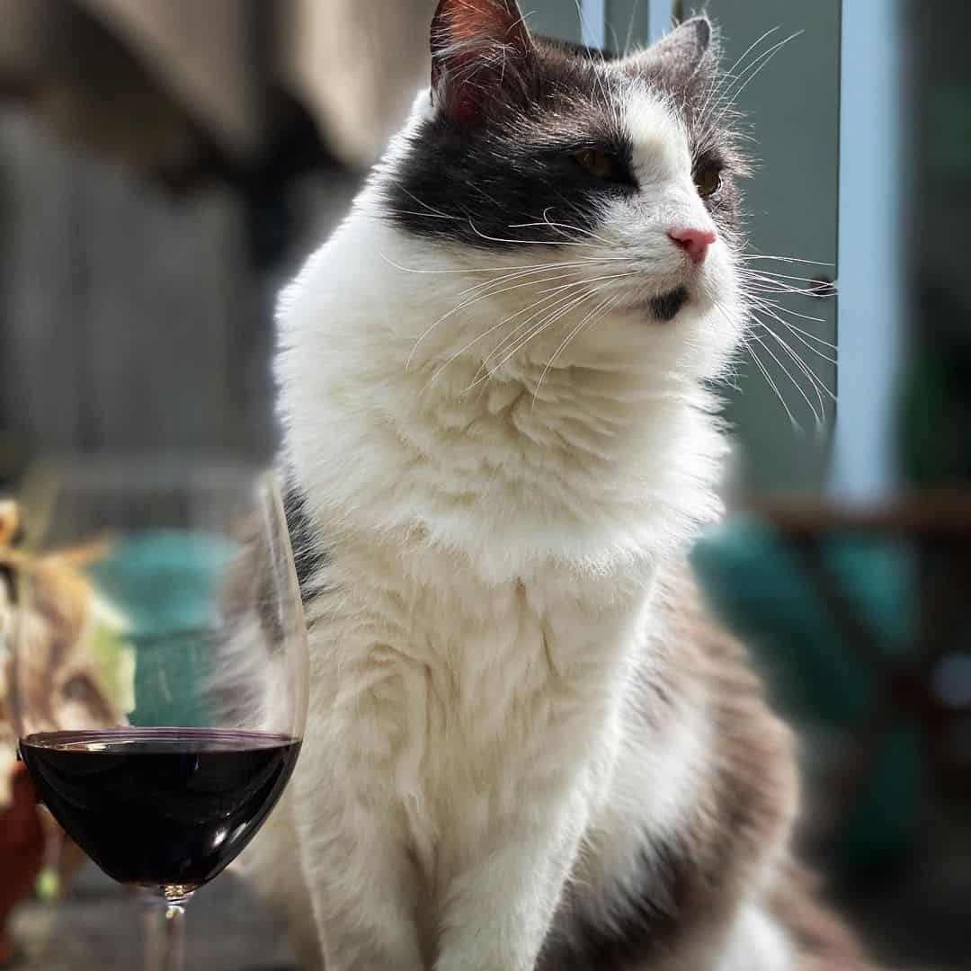 big cat sitting by glass of wine 