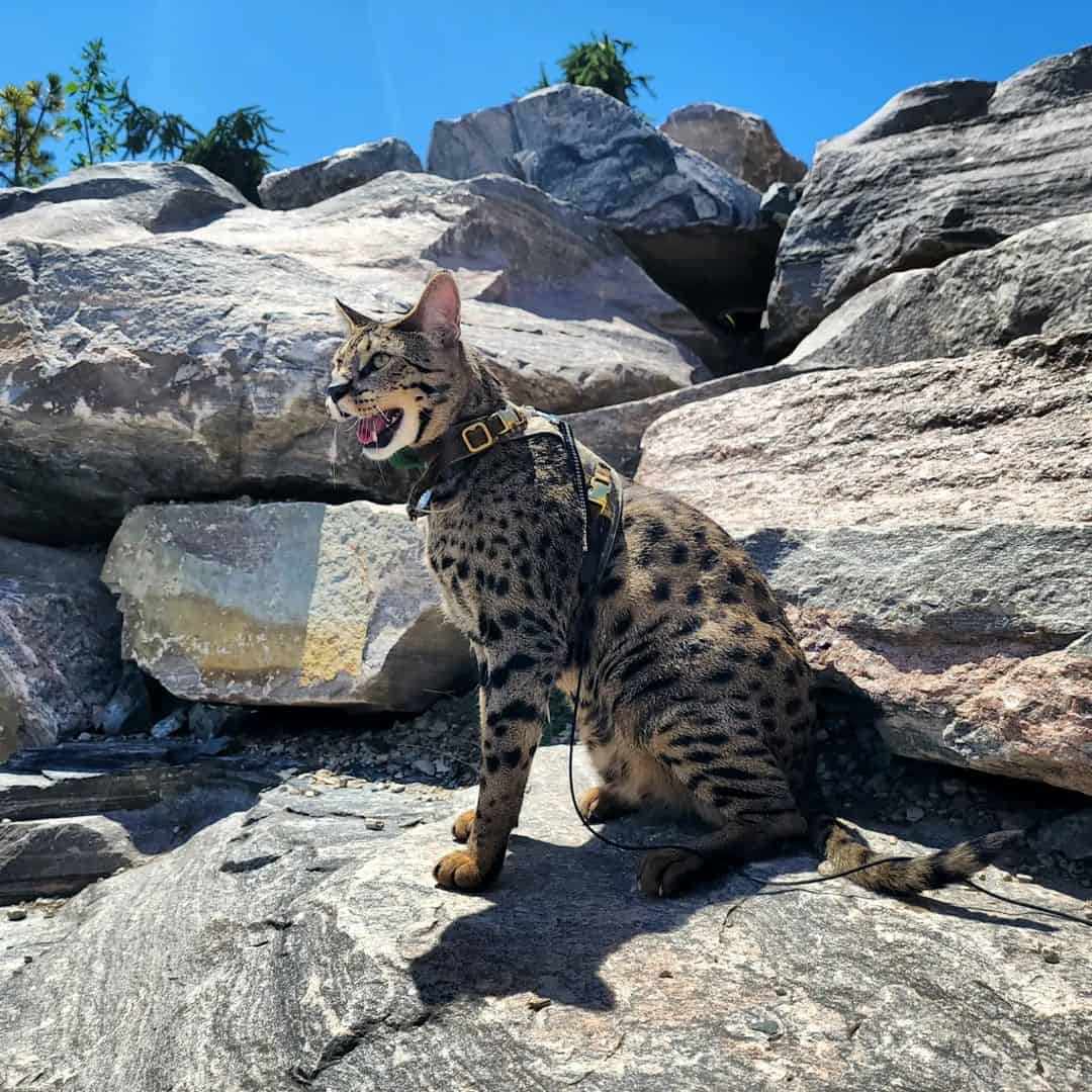 big cat sitting outside