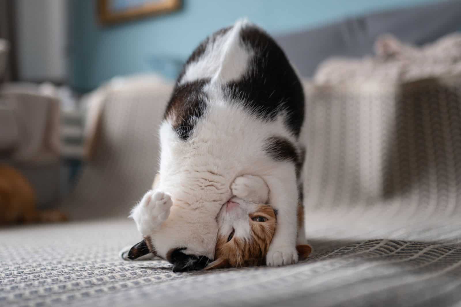 black and white cat and white and brown cat bite each other's necks on a carpet