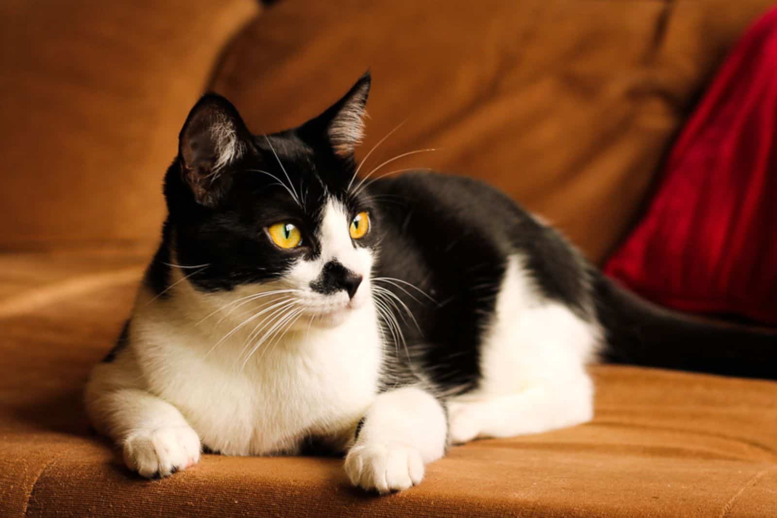 black and white cat on the couch