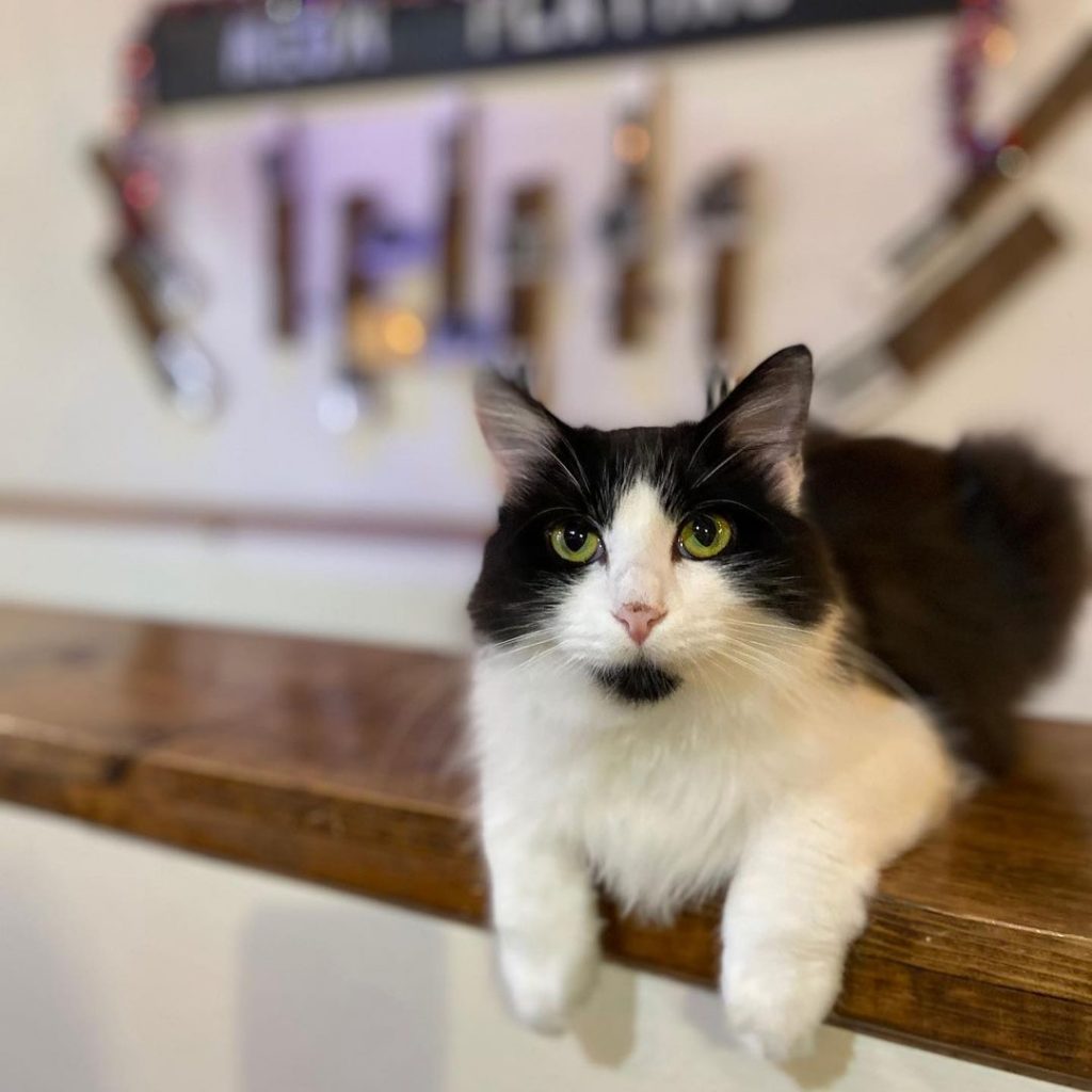 black and white cat photographed at mewsic kitty cafe