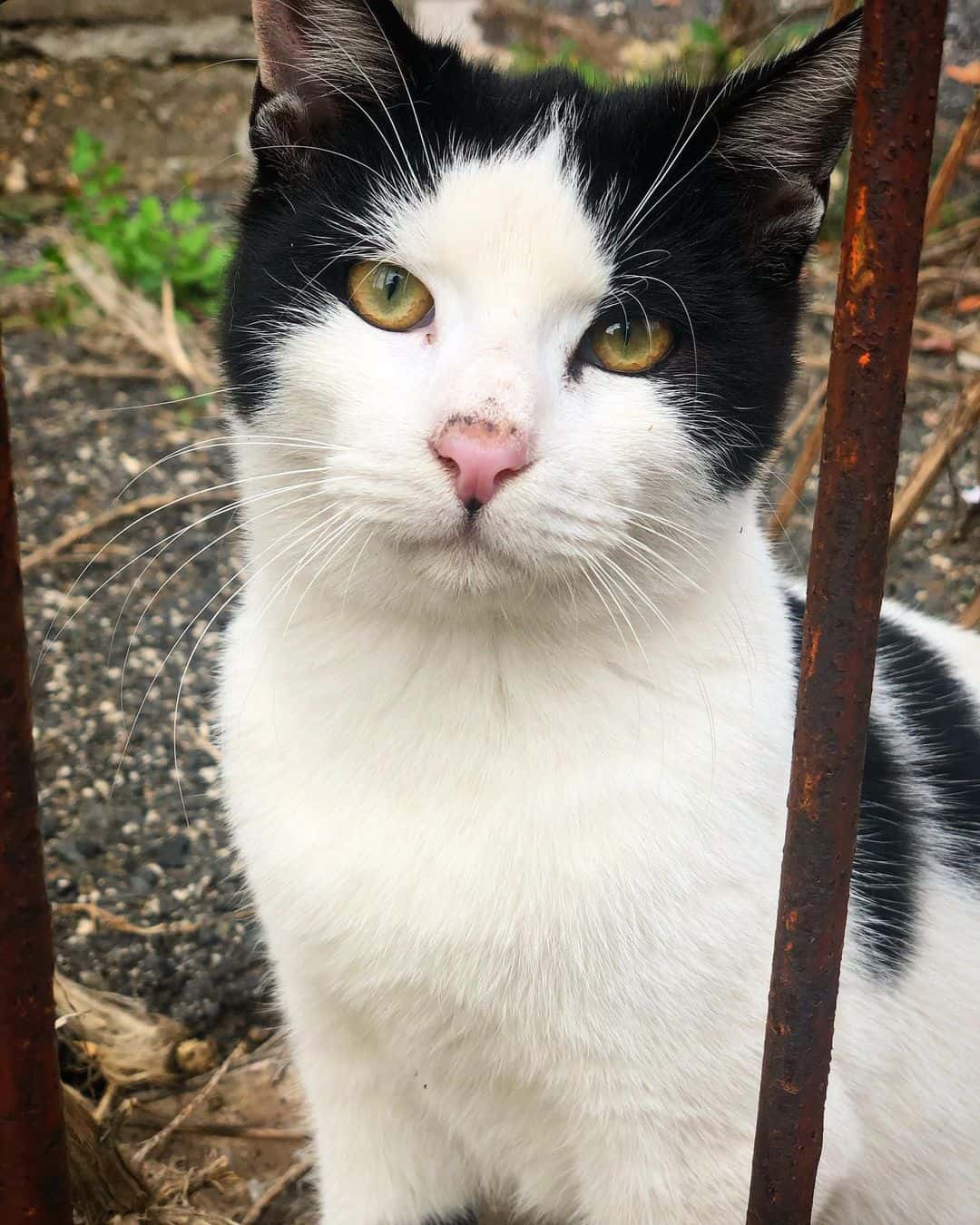 black and white cat sitting