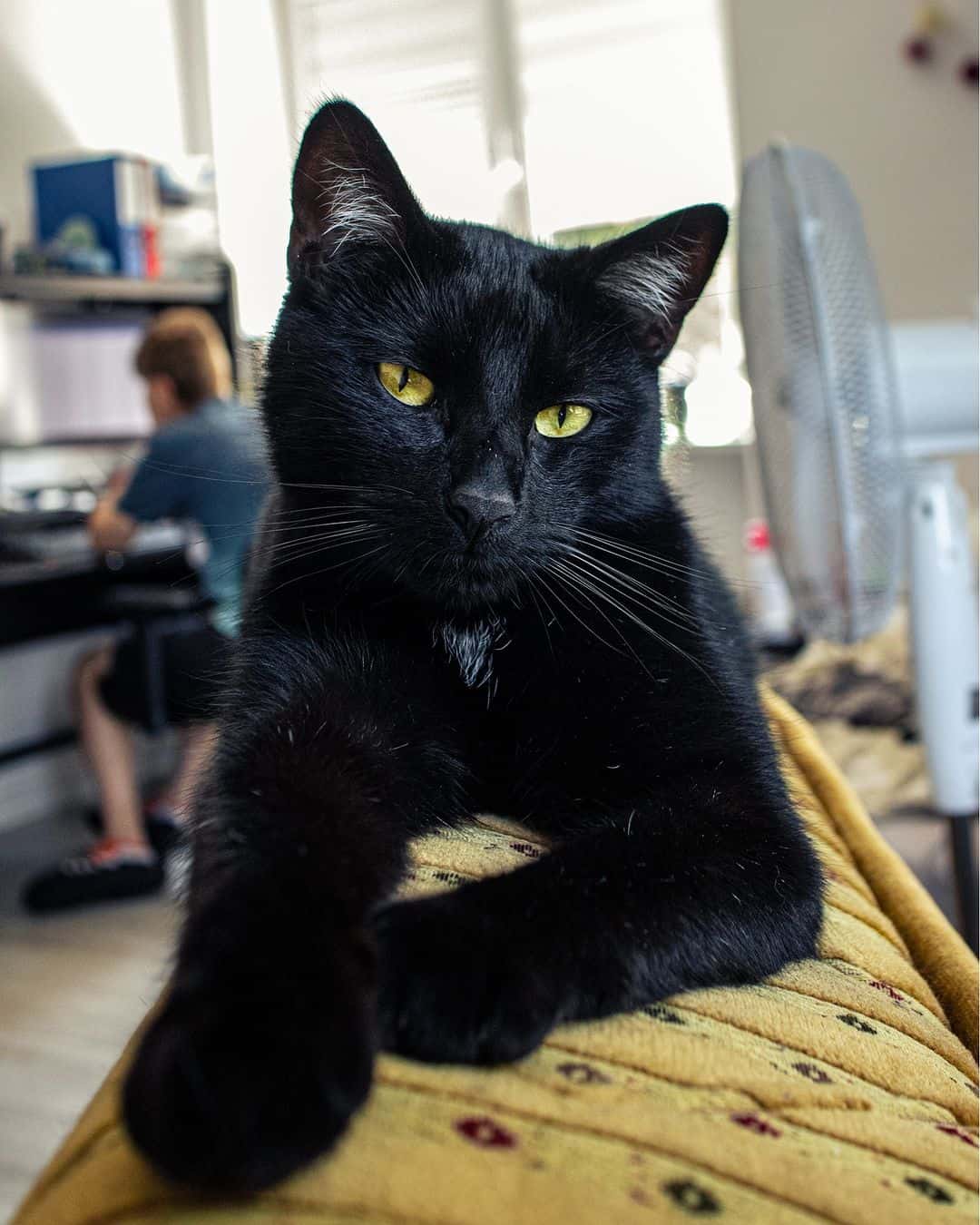 black cat looking at camera