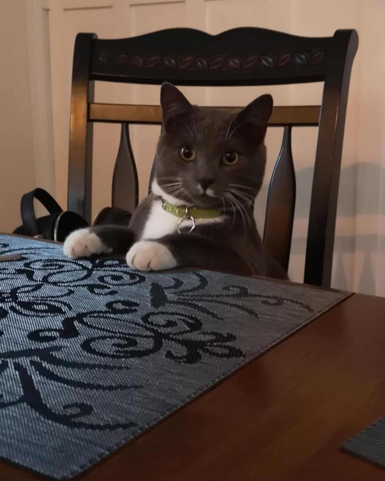 black cat sitting on the chair by the table