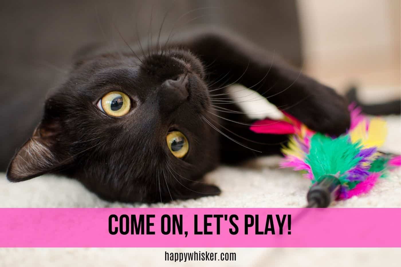 black cat wants to play