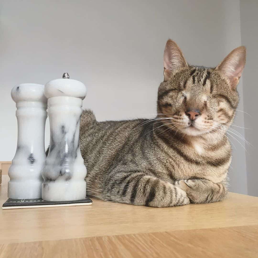 blind cat sitting on table