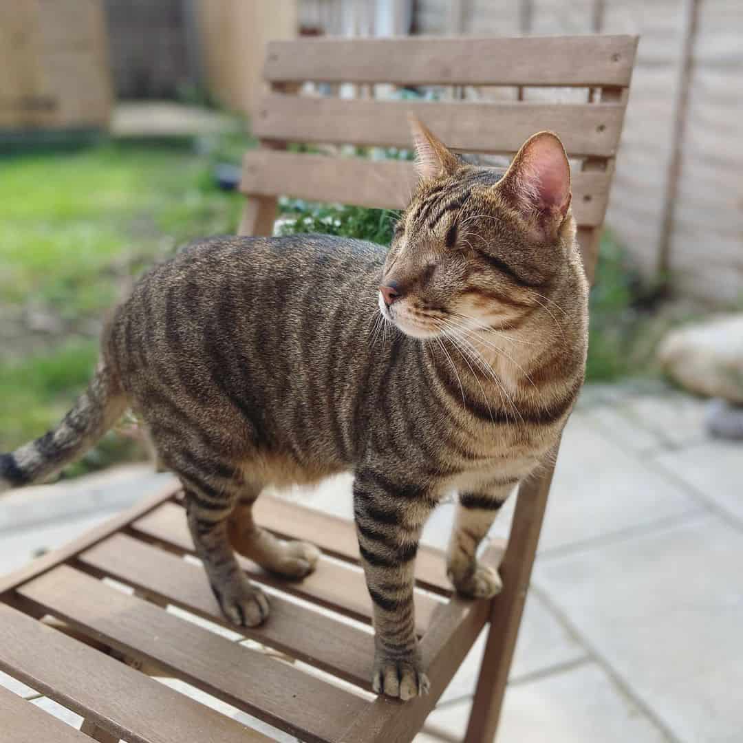 blind cat standing on chair