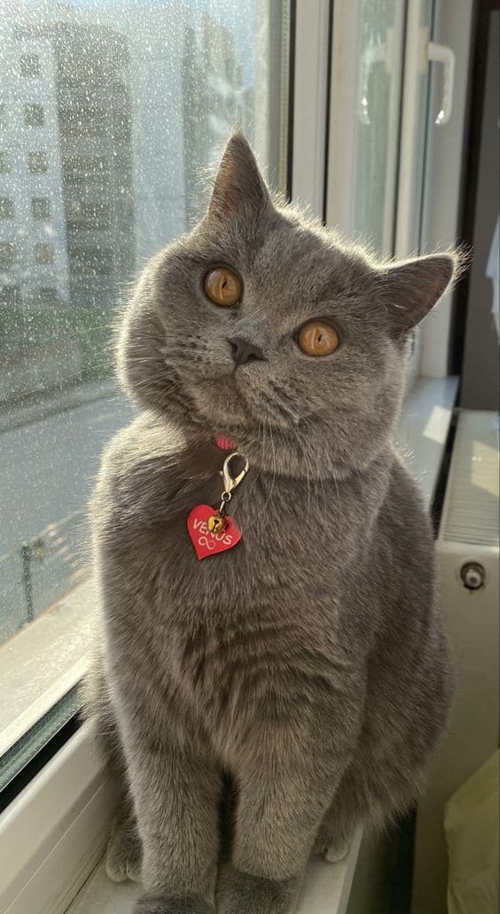 british shorthair cat with small ears