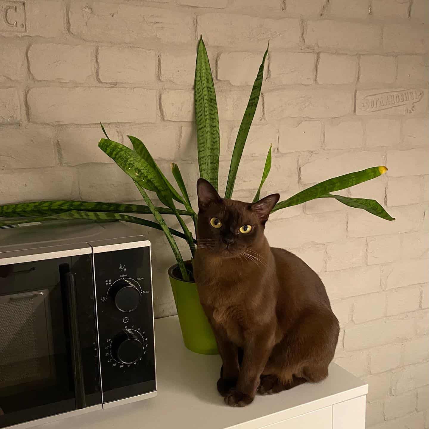 burmese cat sitting next to microwave