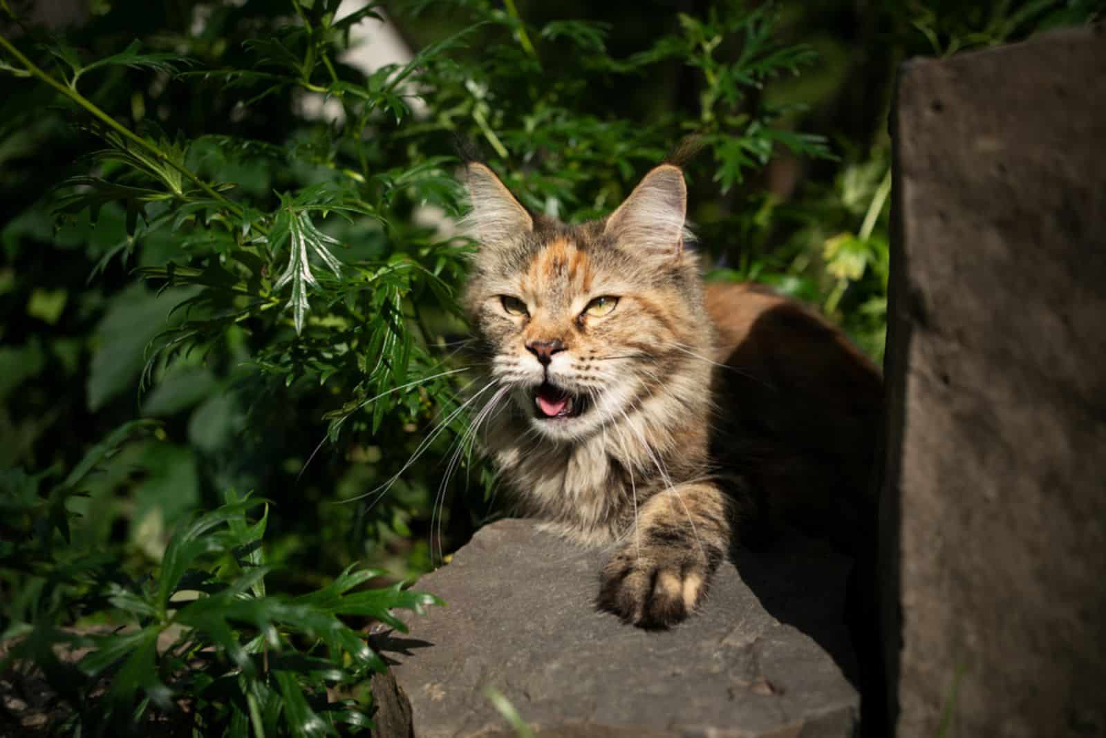 calico maine coon cat is lying on a stone and panting