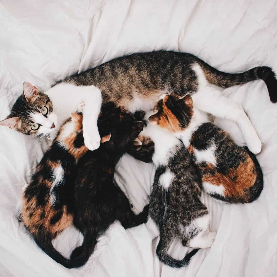 cat and kittens lying on big bed