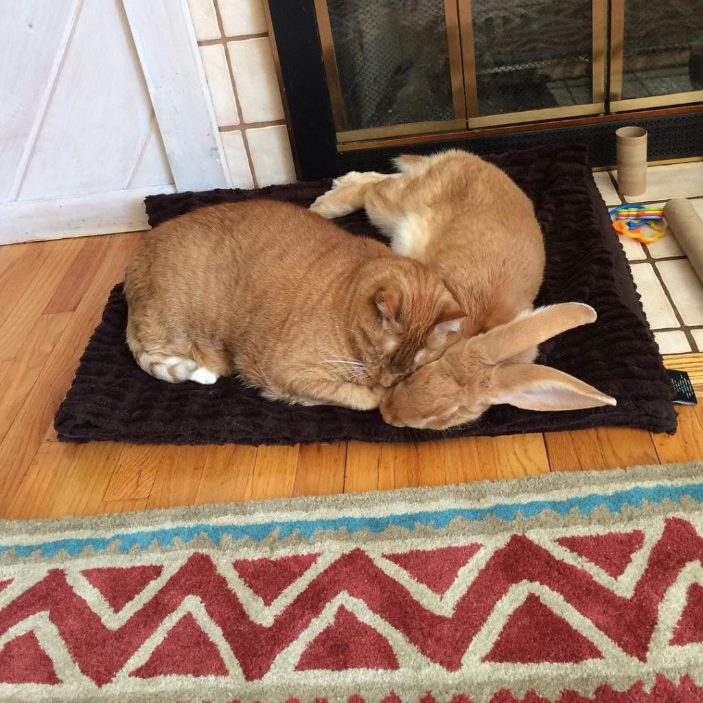 cat and rabbit sleeping together