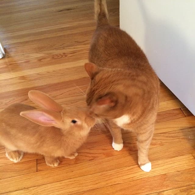 cat and the rabbit forming a friendship