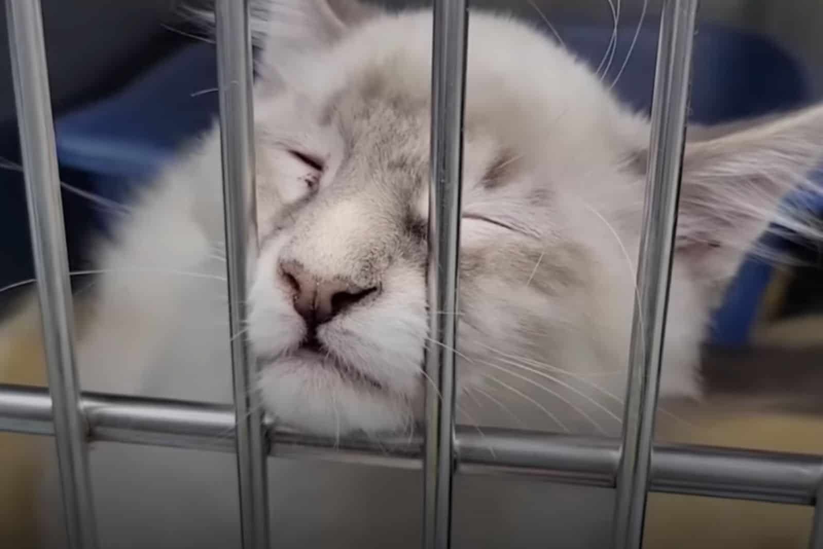 cat behind bars
