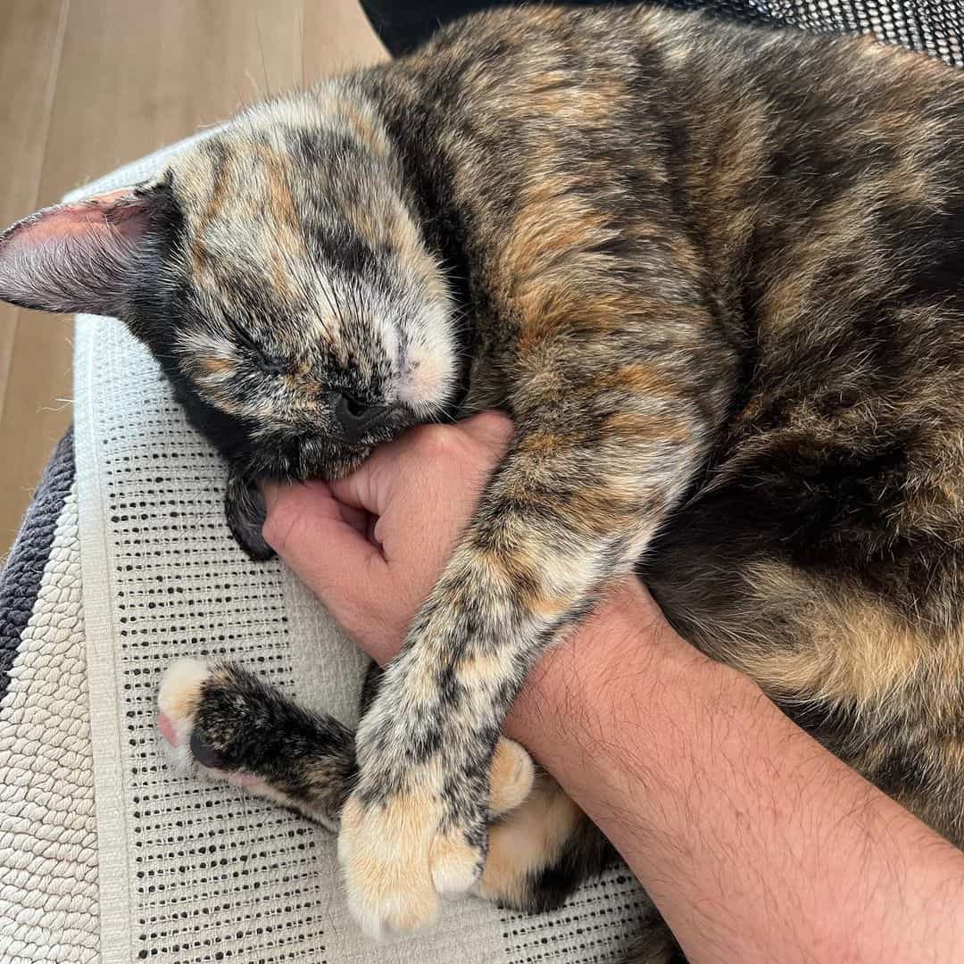 cat cuddling hand