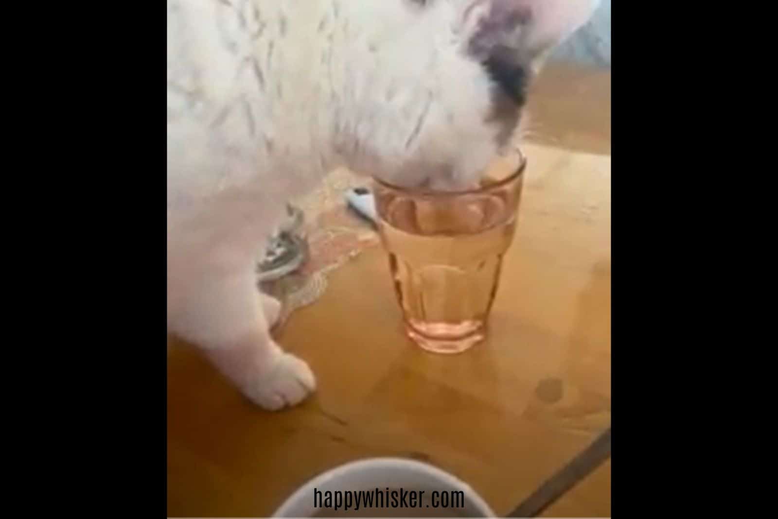 cat drinking water from glass