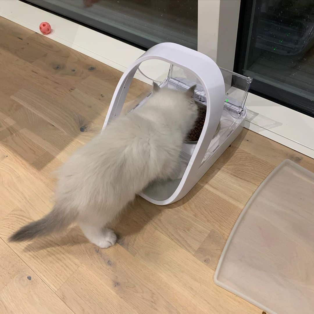 cat eating from SureFeed Microchip Pet Feeder