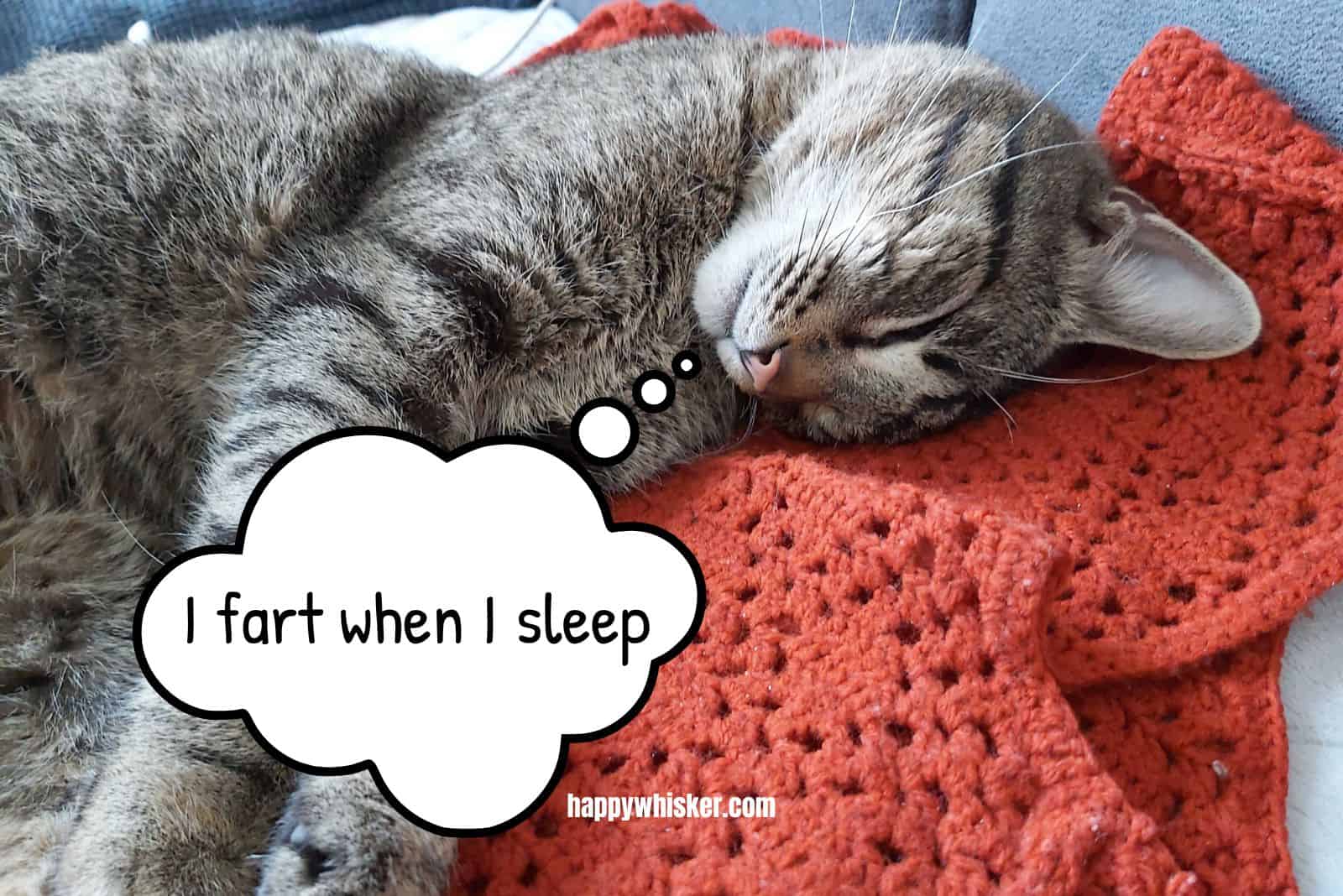 cat farting in sleep