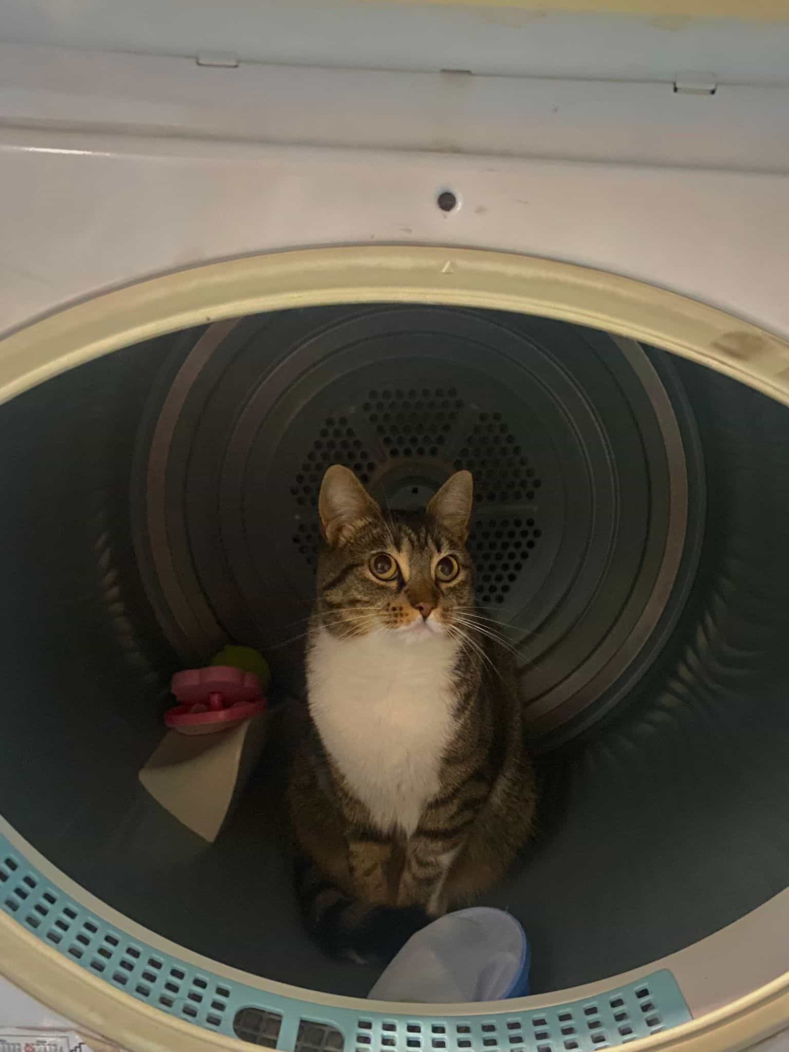 cat in the washmashine