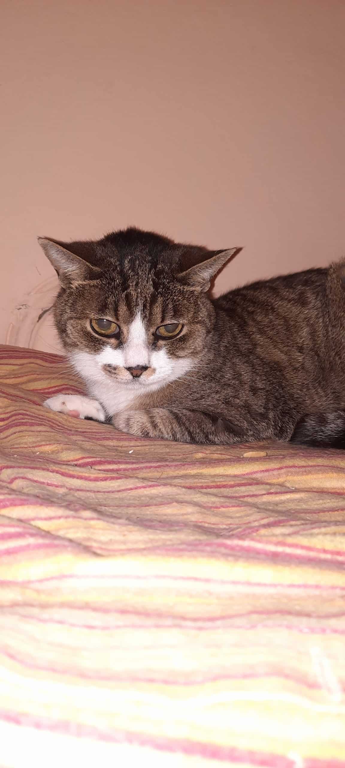 cat lily on the bed