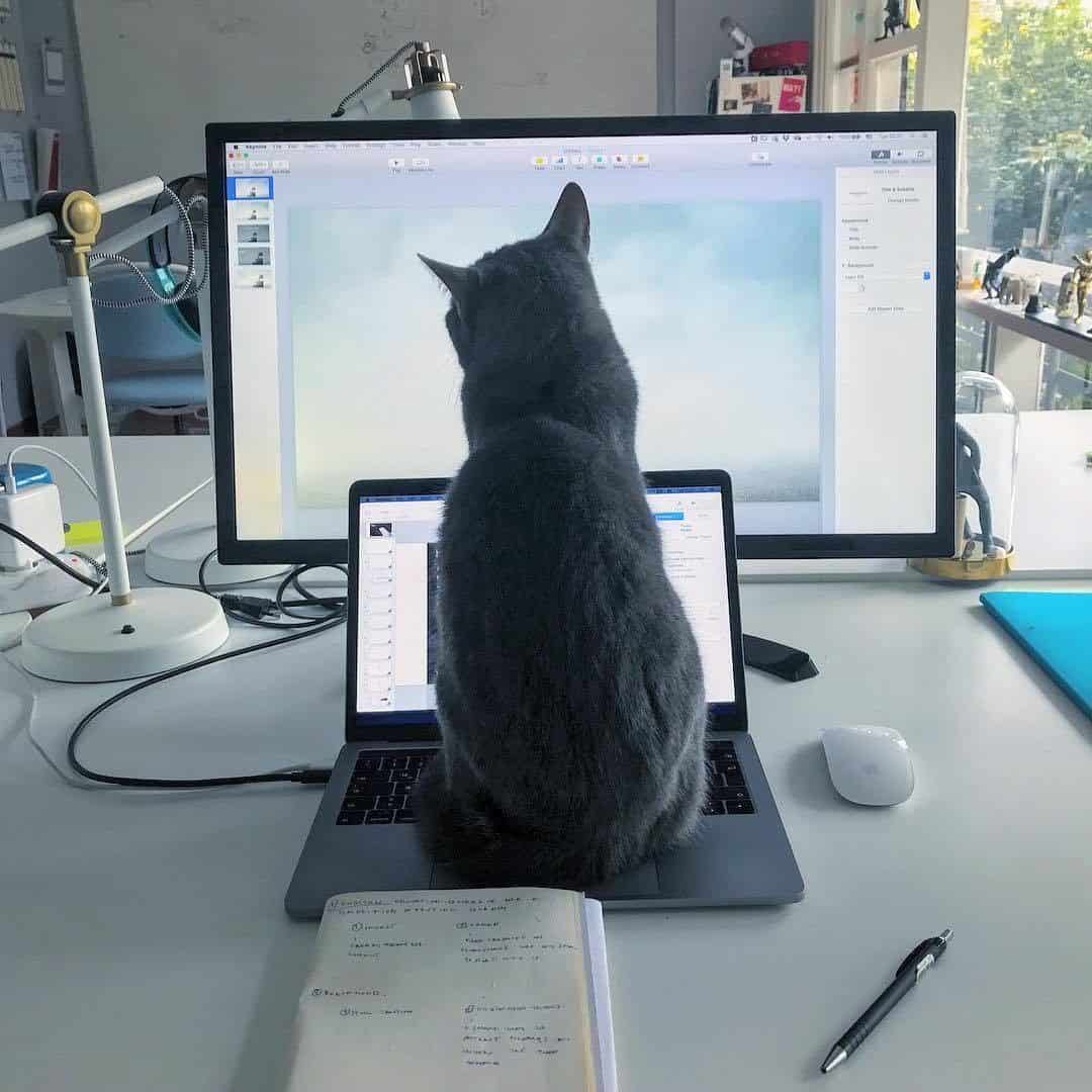 cat looking at screen