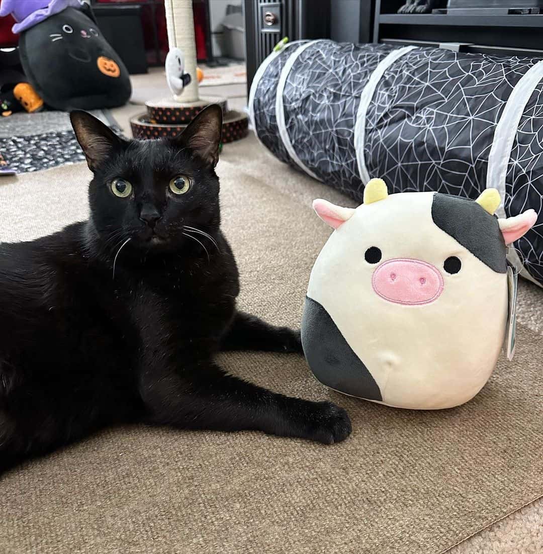 cat lying by cow toy