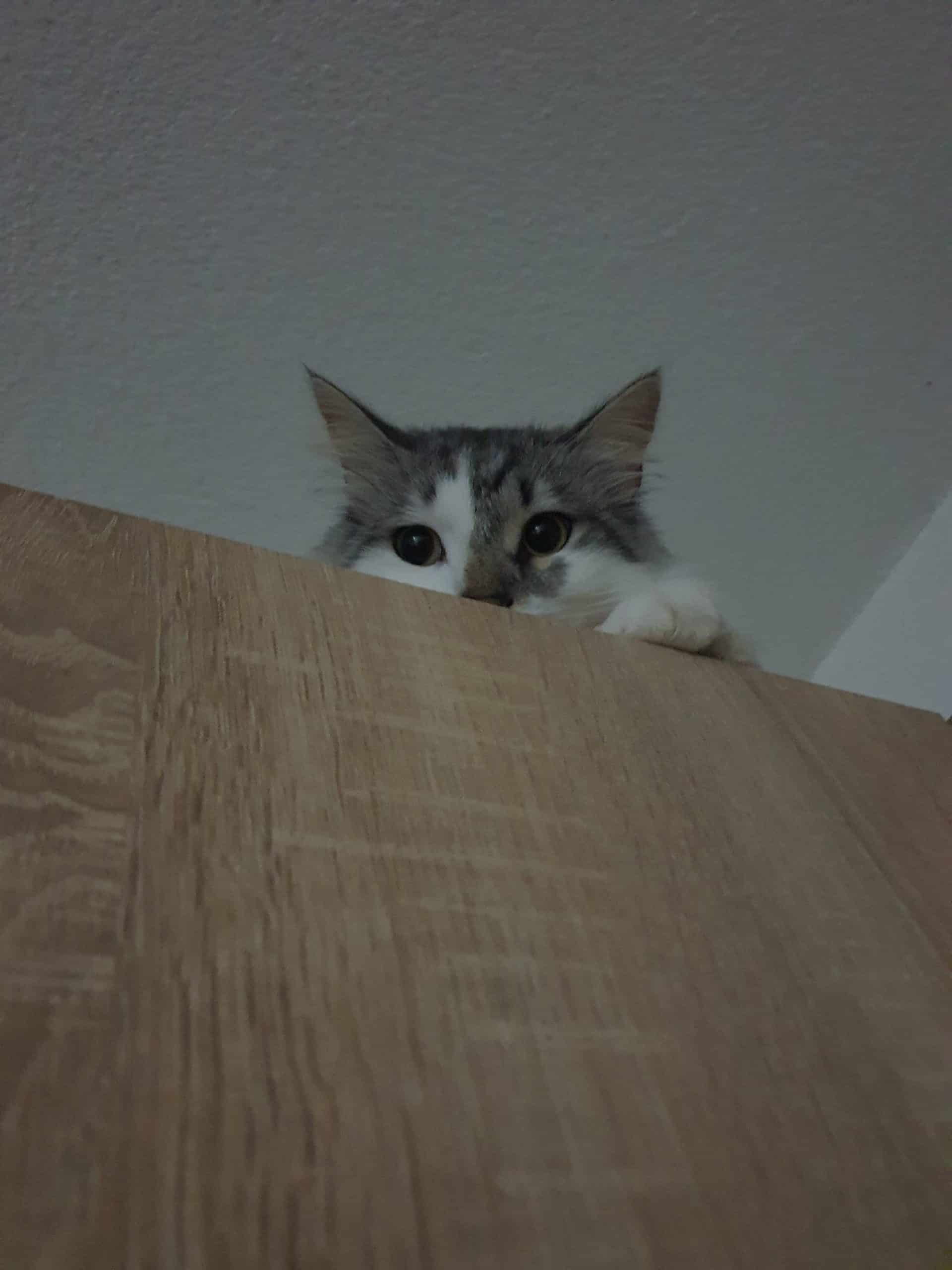 cat on the closet