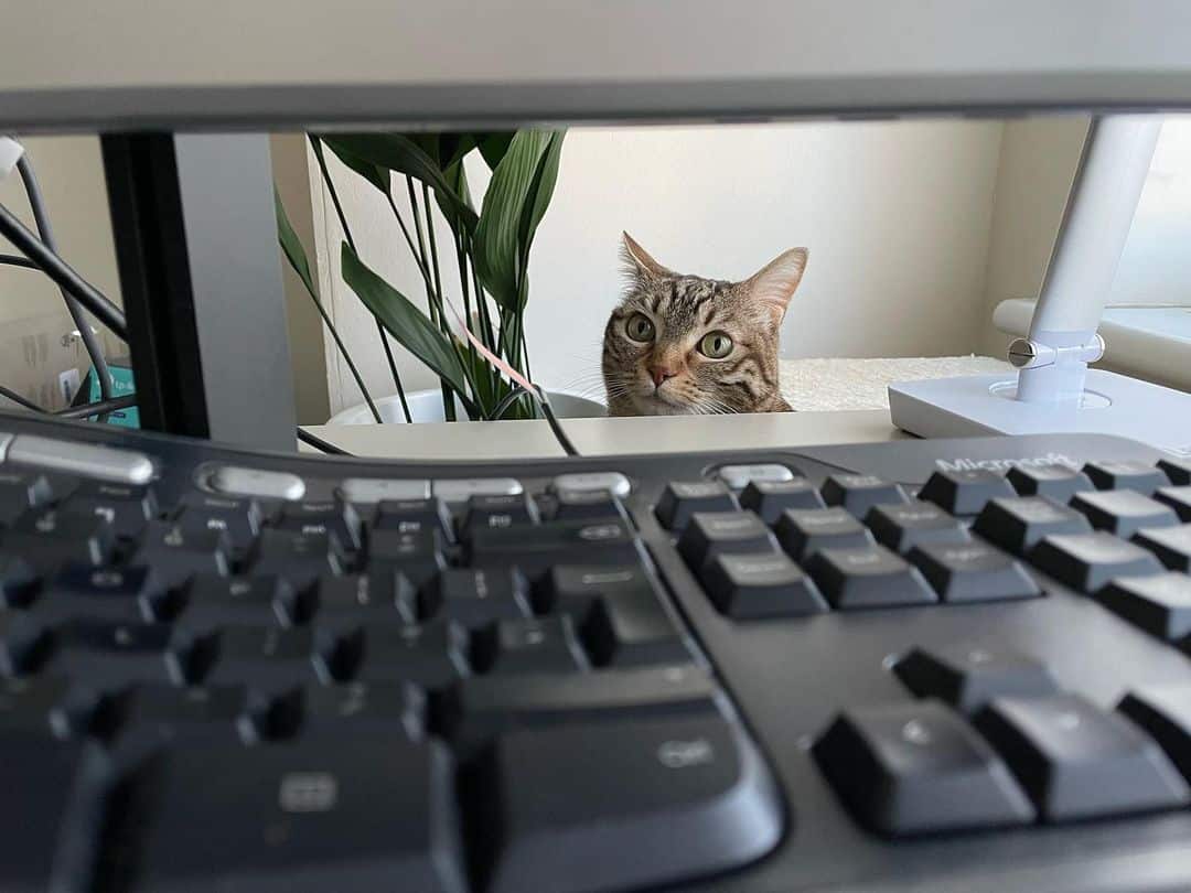 cat peeking behind table