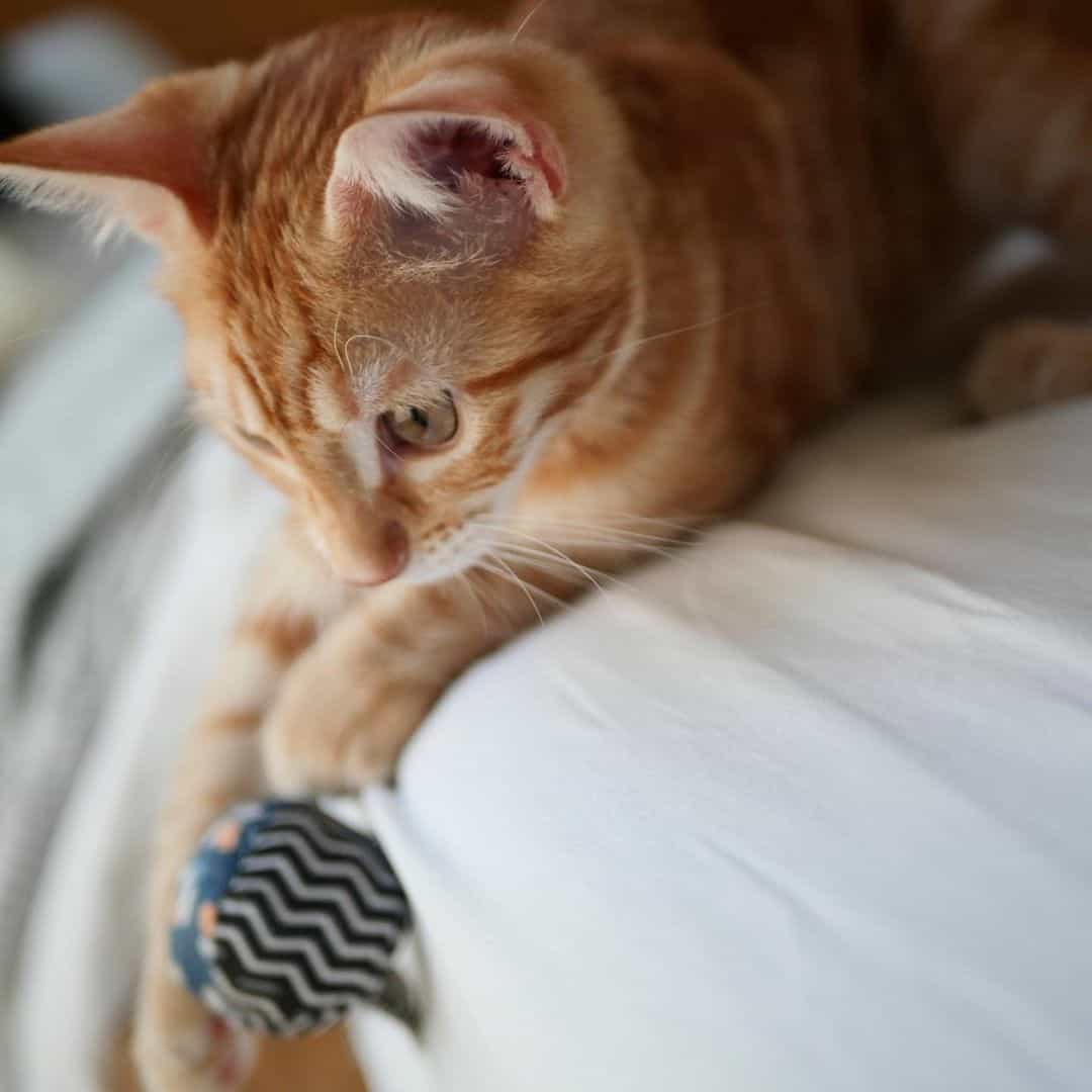 cat playing on bed