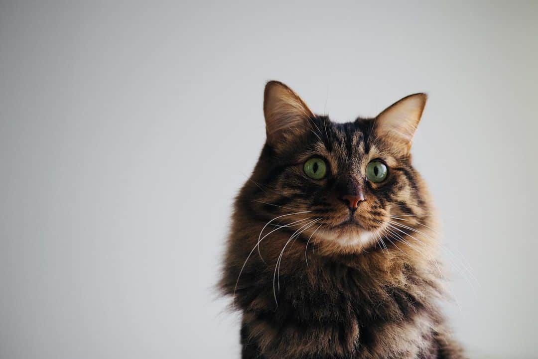 cat posing for camera