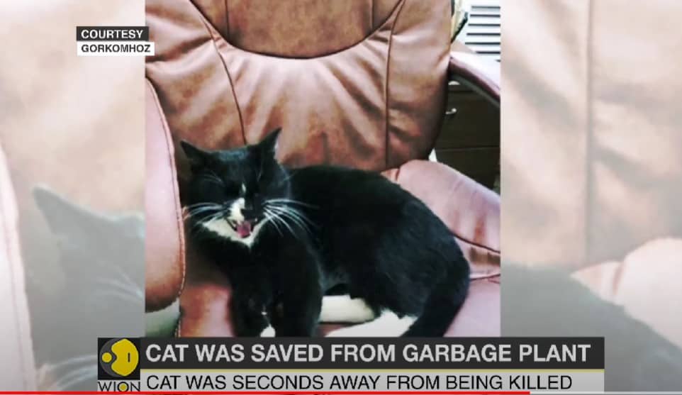 cat resting in chair after being rescued